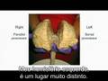 União entre os dois hemisférios, portuguese parte 1