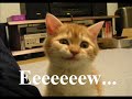 Very Funny Cats Part 7