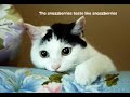 Funny Cats