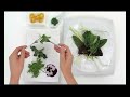 salada de flores e pist�cios