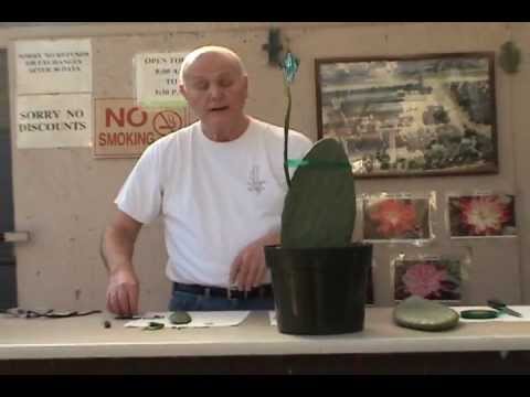 how to transplant opuntia
