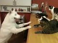 My husky's scared of my cat