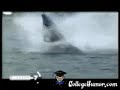 Dolphin watercraft