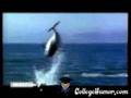 Dolphin watercraft