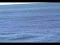 Orca attack La Ernestina 4