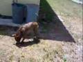 Dog Backflips