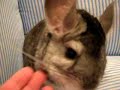 Chinchilla: Aslan loves getting petted Chinchilla: Aslan loves getting petted