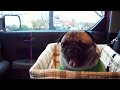 Paisley Loves Starbucks 5.MOV