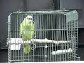 Lukas Yellow Naped Amazon singing Estoy Loco por ti mi amor