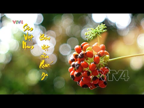 SÂM VIỆT NAM: BÁU VẬT CỦA ĐẤT TRỜI | VTV4