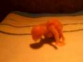 video_barry_tag_04_20-11-2008.avi