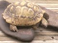 Scottish Tortoise dances ceilidh to Gary Blair!