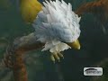 Growing Gryphon