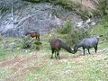 Horses up close, Tierra Del Fuego