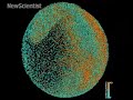 Digital zebrafish embryo