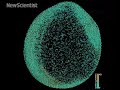 Digital zebrafish embryo