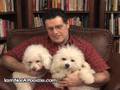 Bichon Frise Breeders