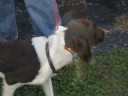 American Brittany Rescue Putnam County Brittanys Oct 25 2008 revised