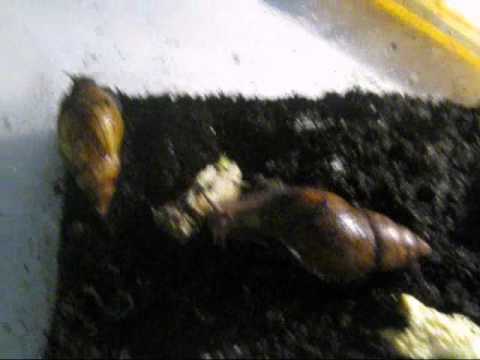 how to grow escargot