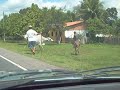 Boi bravo quase provoca acidente