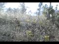 Ver Video