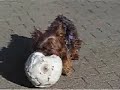 Yorkshire Terrier & the huge ball