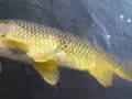 6 2 07 1 EYED CARP FLYFISHING CATCH AND RELEASE