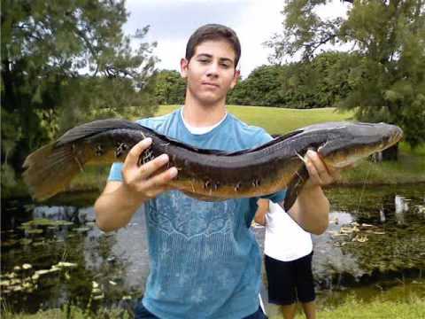 Collection of catches from dude in South Florida