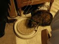 Cat game 2 Cat game 2