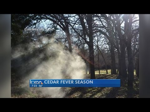 how to cure cedar fever