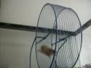 My crazy hamster My crazy hamster