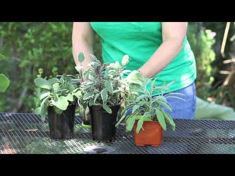 how to harvest sage