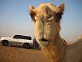 Face to face with a camel in the desert in Dubai, UAE