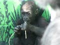Baby Silverback Gorillas - Endangered Species