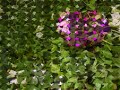 Do You Know My Garden Hideki Saijo