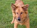 Ein Harzer Fuchs und sein Ball