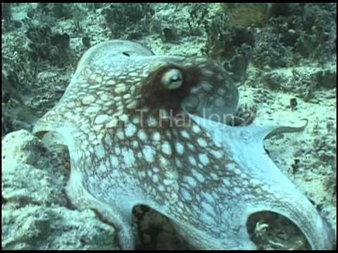 camouflaged - This is Roger Hanlon's most famous underwater video clip. Once you watch it, you'll know why. For content licensing, please contact our video editor, Basia G...