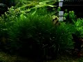 Meu primeiro aqua plantado que a principio, havia colocado apenas barbos sumatra.Com o passar do tempo eu não consegui me segurar e coloquei outras especies de peixes!populaçao hoje:9 barbos sumatra5 barbos ouro3 barbos titeia2 mato grosso2 rosaceos1 labeo bicolor1 comedor de alga chines1 otto 