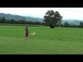 View Video