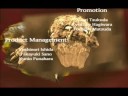 Devil May Cry 2: Movies (part 4)