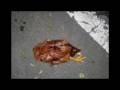 videos de the chipmunk conversation clip 1 the chicken problem
