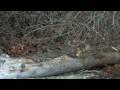 videos de Cama Beach