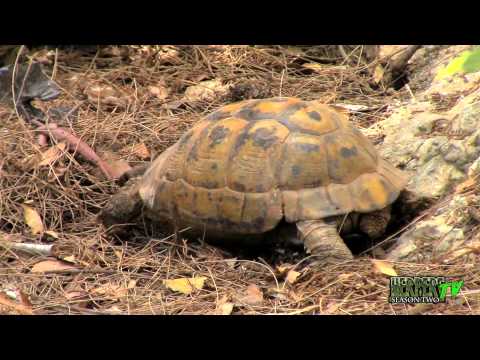 YouTube reptile video