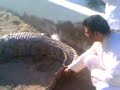 Wild Sacred Reptiles in karachi/Pakistan Wild Sacred Reptiles in karachi/Pakistan