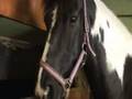 videos de Belmont Stable