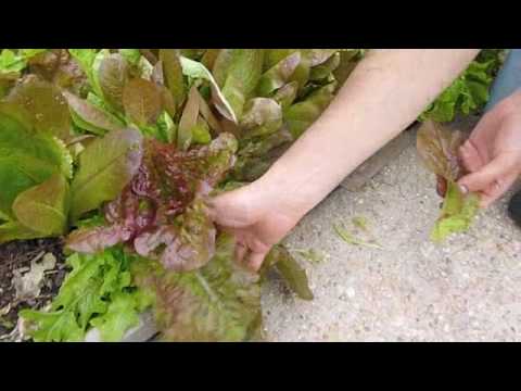 how to harvest red leaf lettuce