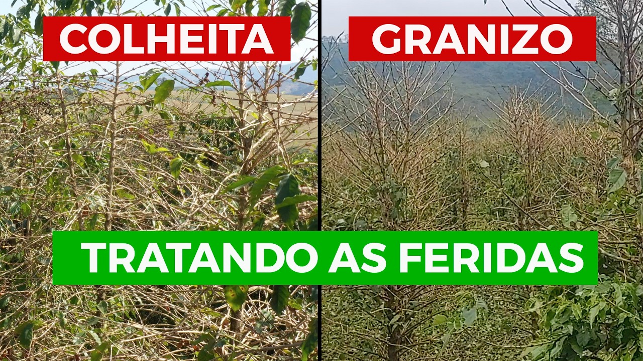 A colheita é como uma chuva de granizo na lavoura, porque causa muitos danos...O que fazer?