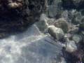 videos de Snorkeling in Albania, 2008