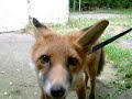 fox!