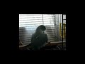 Indian Ring Neck Parrot Dances To \